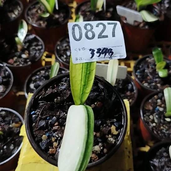 哈***，完全开放08270827