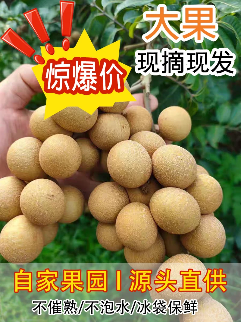 【老树 顺丰包邮】正宗新鲜储良龙眼清甜肉厚当季桂圆水果整箱现摘