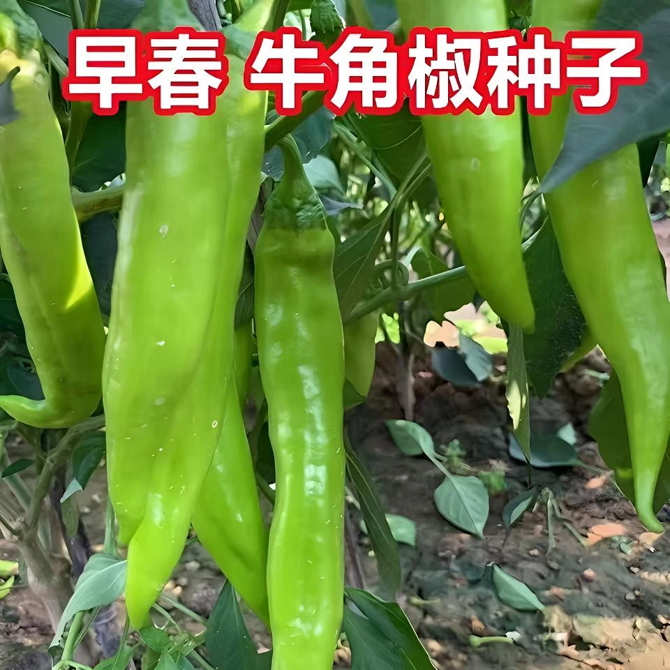 特大牛角椒辣椒种子四季播种阳台花盆庭院种植