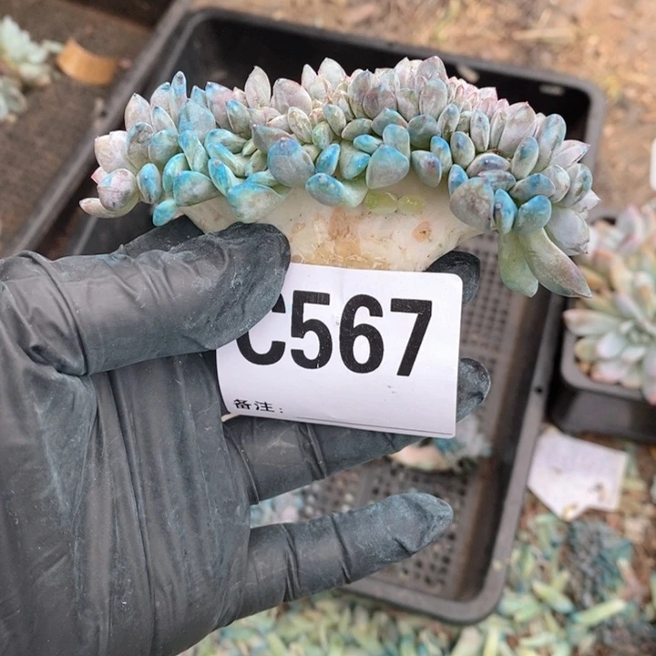 橙****567石榴籽缀哇哇哇哇