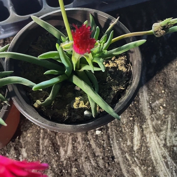 大奔龙3.8带盆土