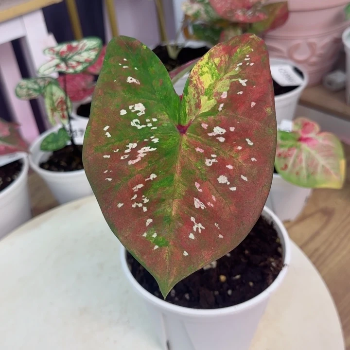 无花朵泰彩花脸D2279
