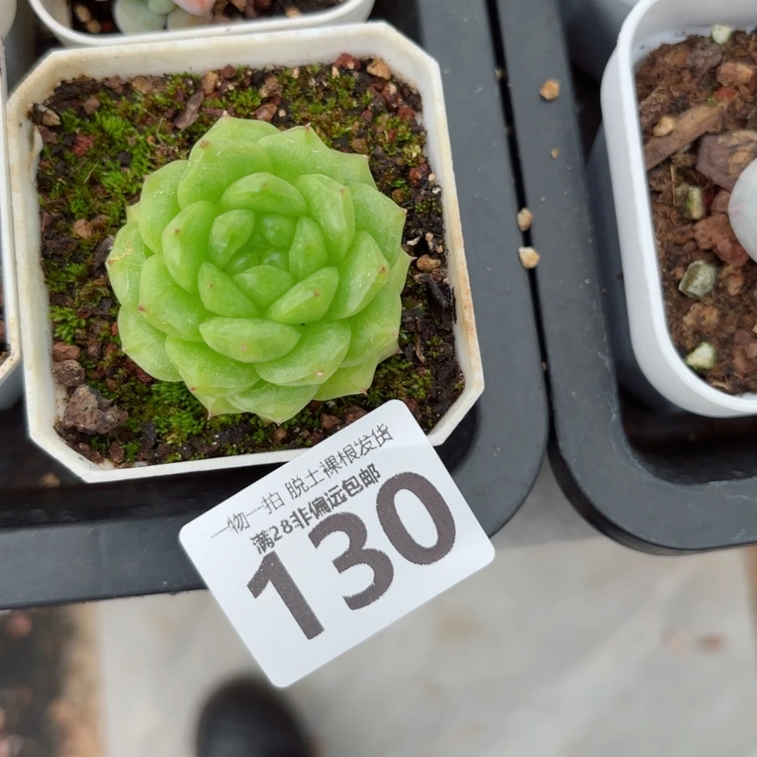 灯泡珍妮无盆土发货