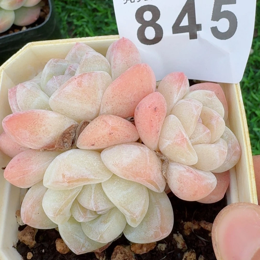 三头冰福利         精品多肉