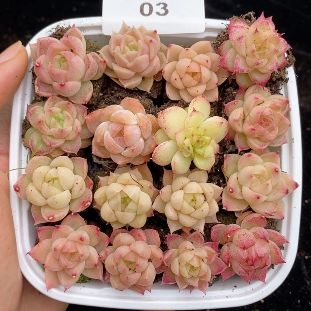 03 尺寸2到3厘米，除新疆西藏内蒙一单发货多肉