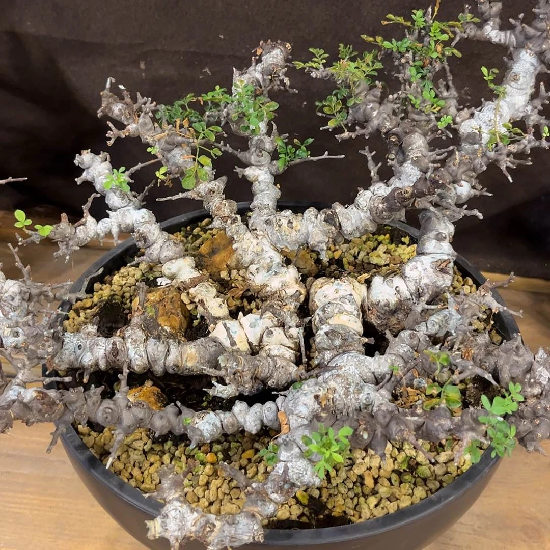 汤圆植物念珠橄榄