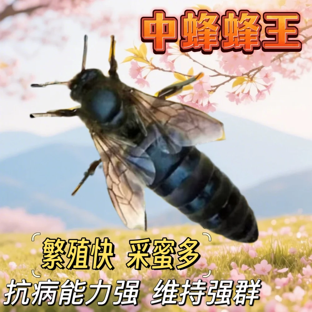 【已开产2个月产王】中蜂蜂王处王交尾阿坝长白山双色土蜂王种王