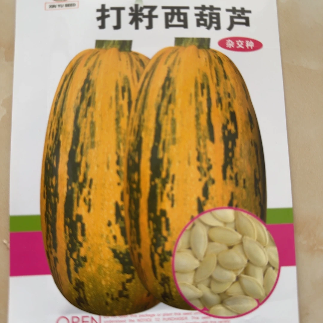 打籽西葫芦籽种子蔬菜种子西葫芦种子瓜子打瓜种子正品