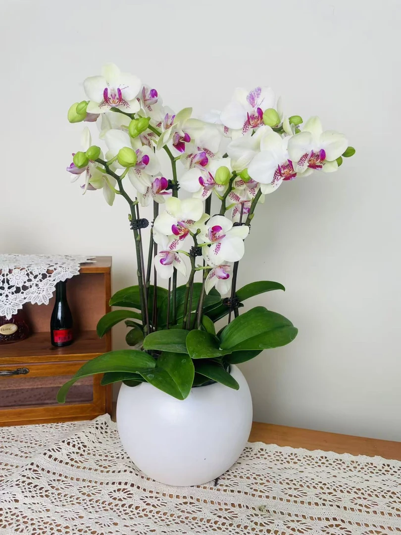 优选慕兰【绿熊】蝴蝶兰花 组盆摆设客厅摆设种植基地发货3-5