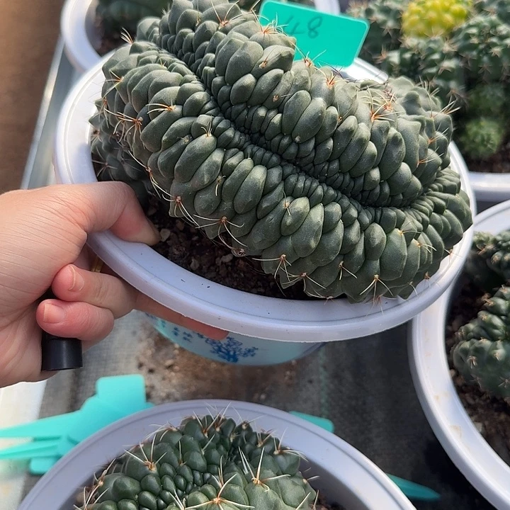 绯花玉缀化实生脱土