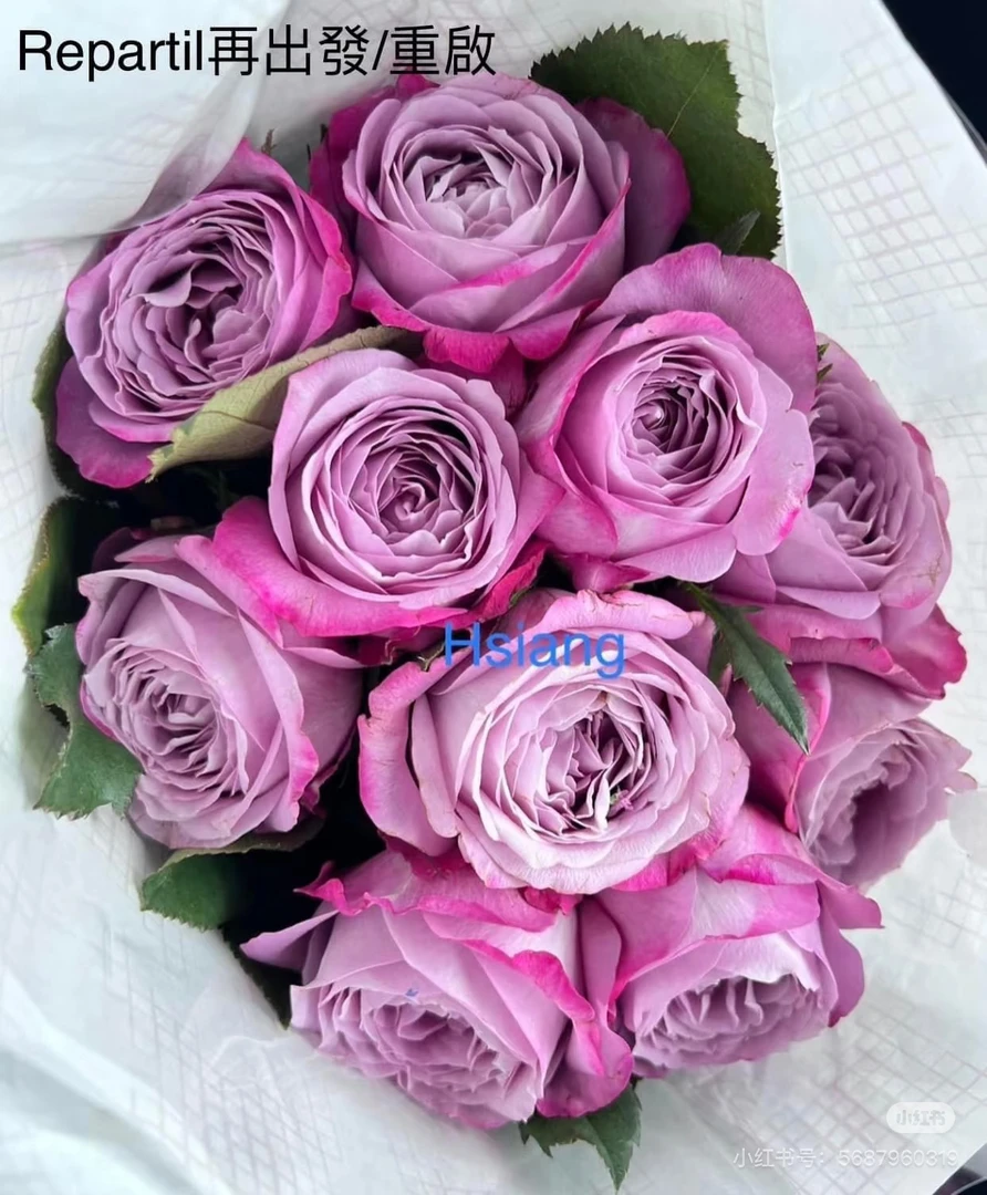 重启月季蓝紫色浓香切花福利