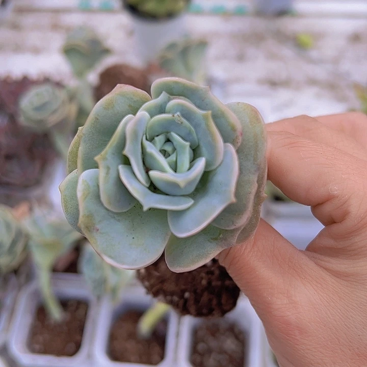 可爱玫瑰19包邮多肉
