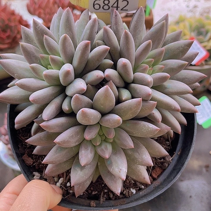 6842红蜻蜓。