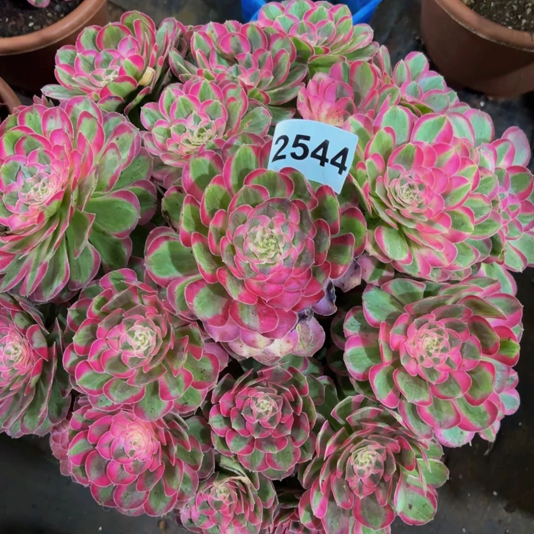 2544多肉植物孔雀翎