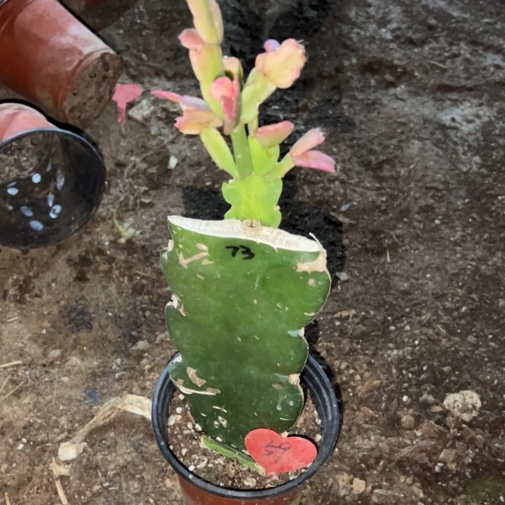 即***娜当前无花栽培后可以开花073  59