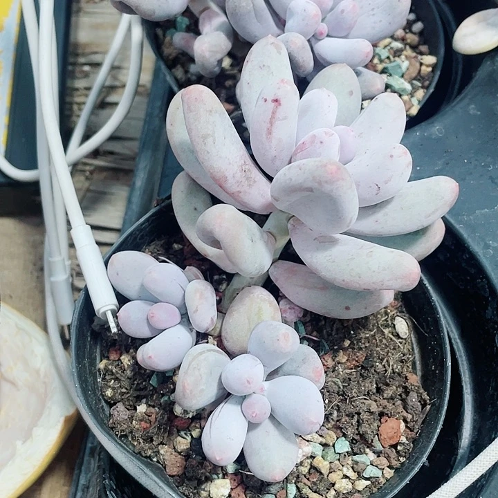 米可奶18.8一盆554885888