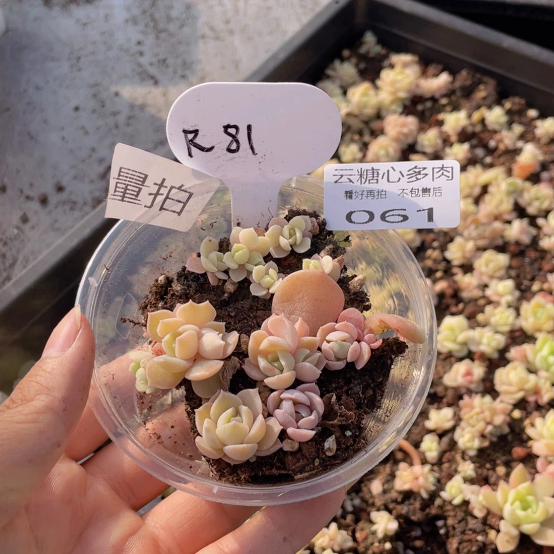 云糖心多肉植物61
