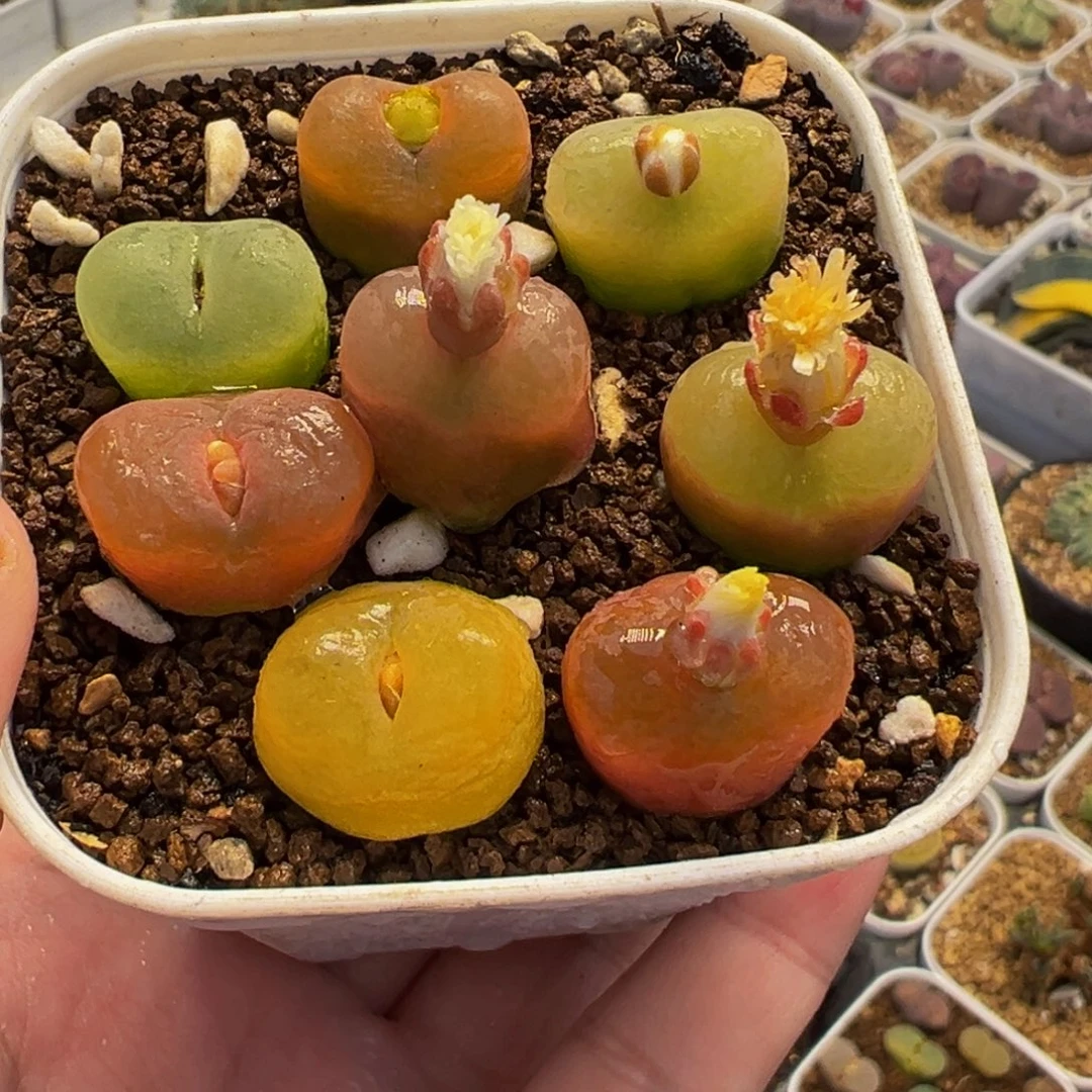 085多肉植物种类多样