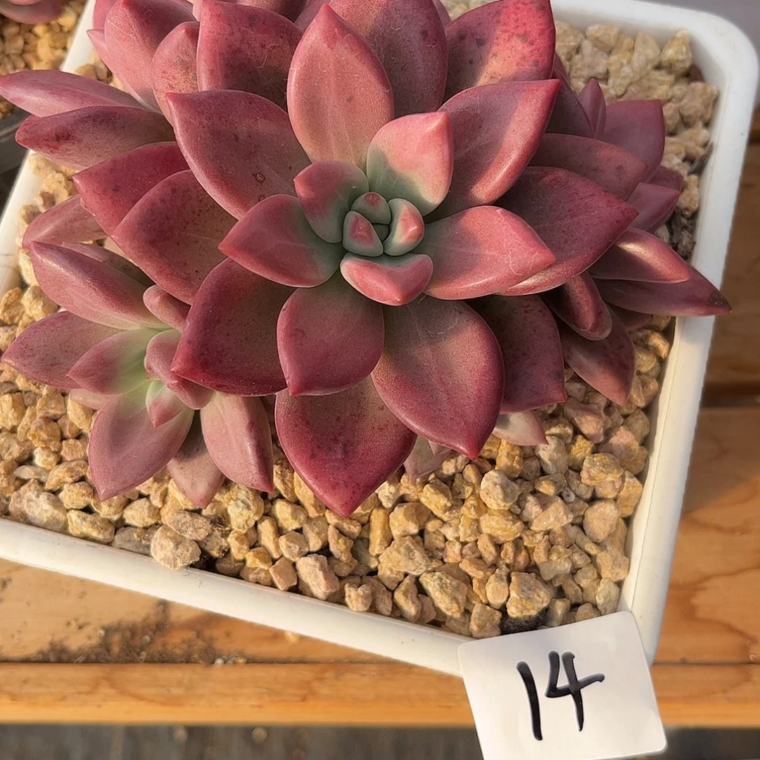 ᨳ***.9.15-14赫菲斯托手捧花