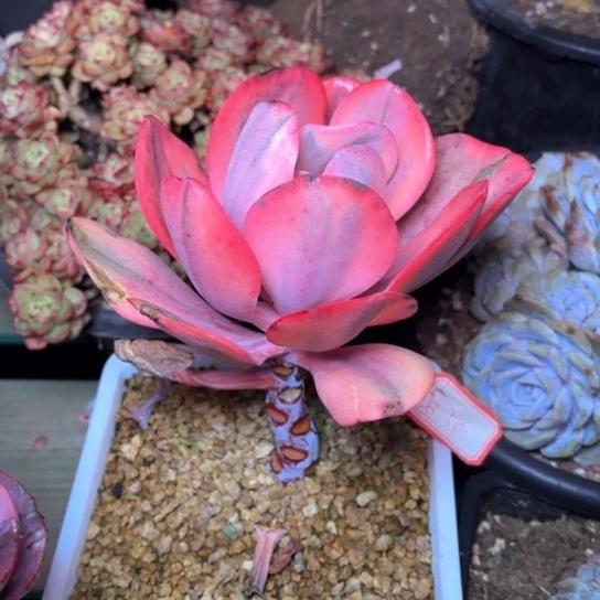 沧**枫多肉植物的植物