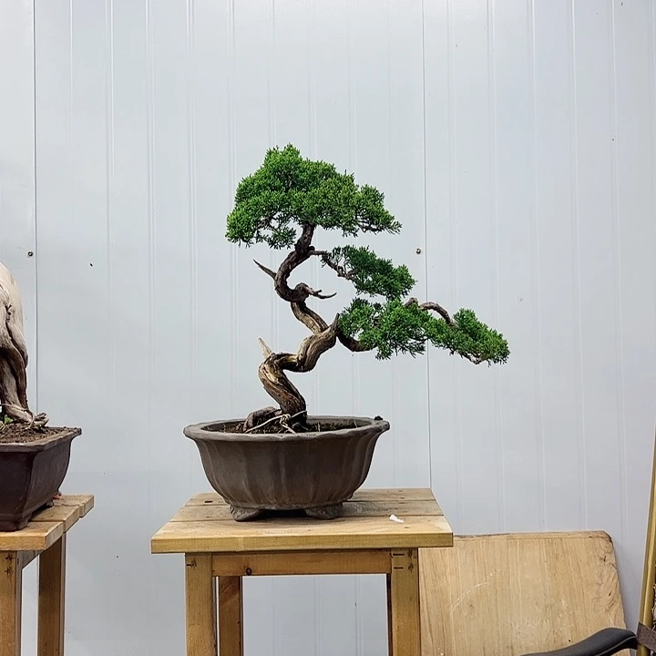 一***底无花朵原生老桩老盆济州