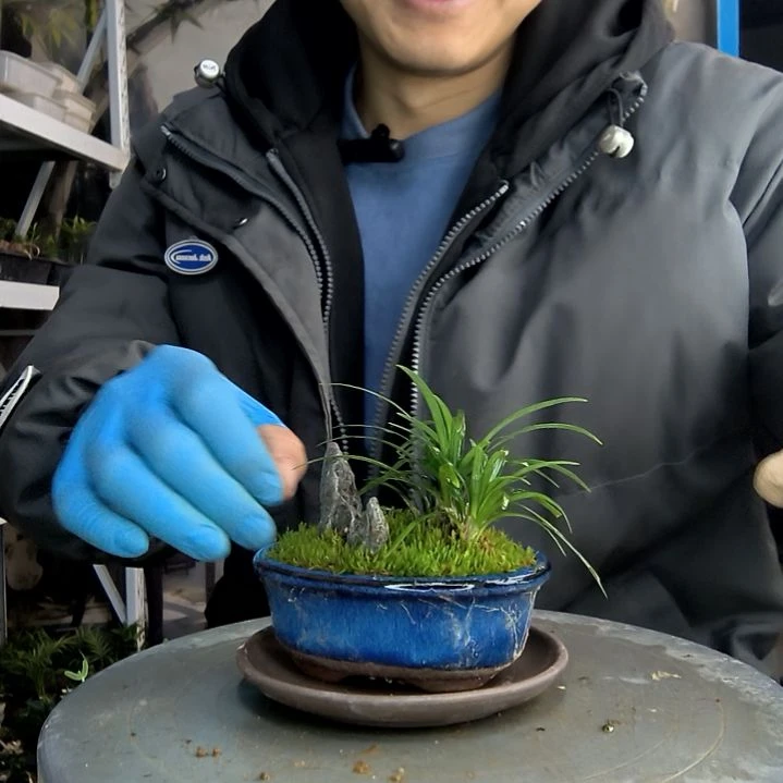 清***b小盆景小植物一物一拍143