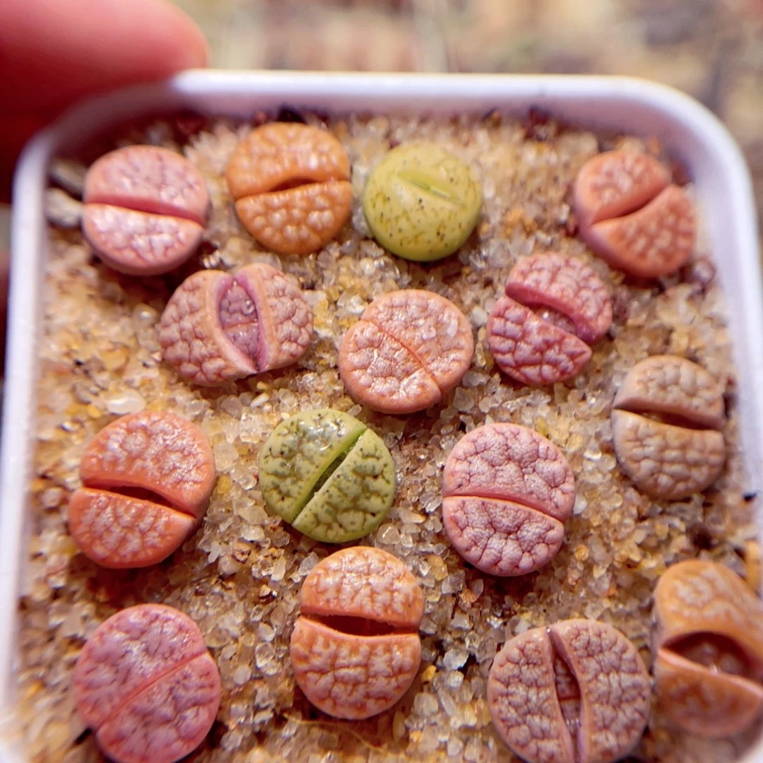 521号带盆包邮发货