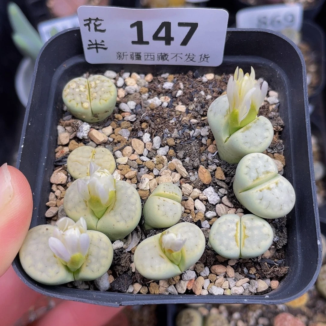 1470000000花花花花花花花