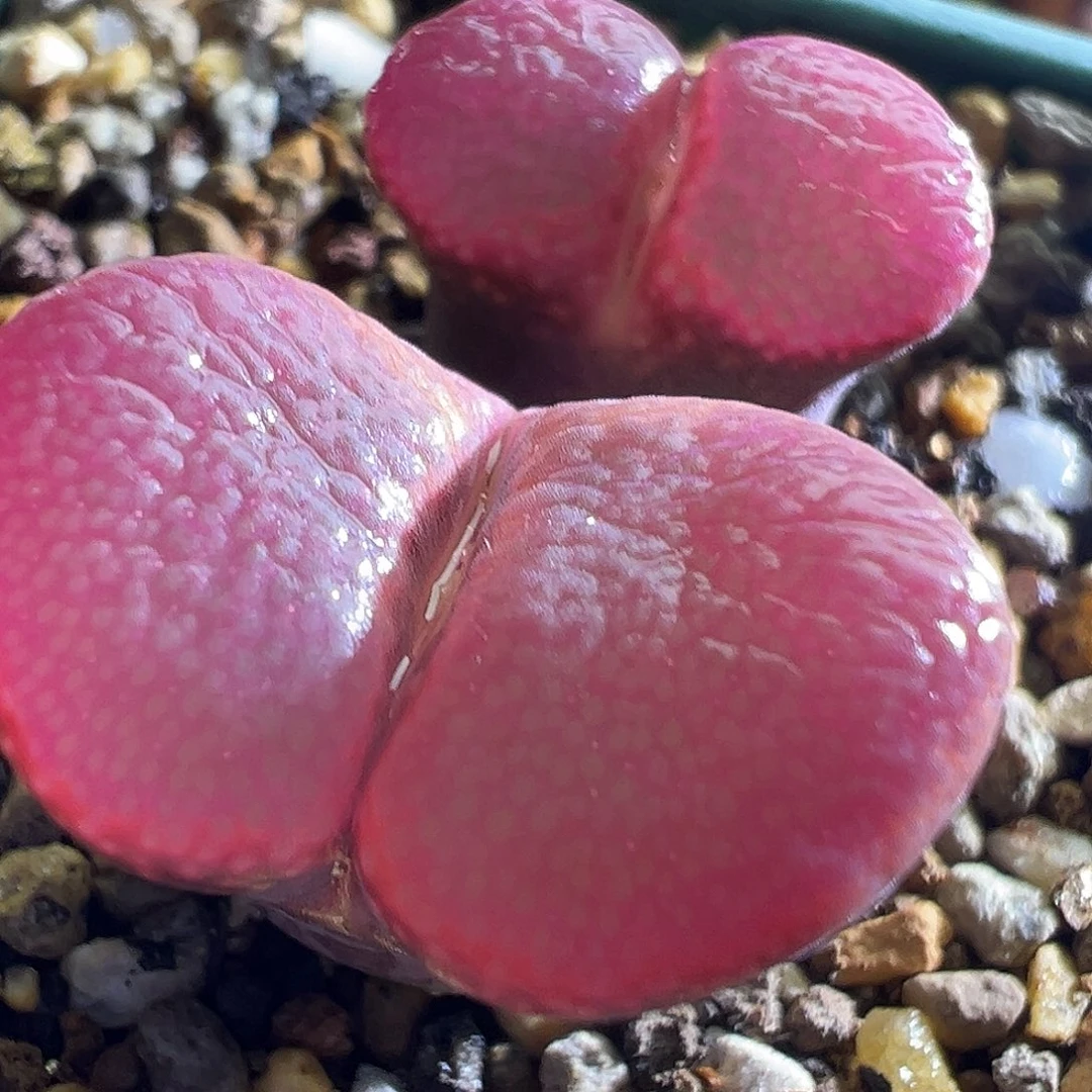 305#。 赤焰杂交红风铃。