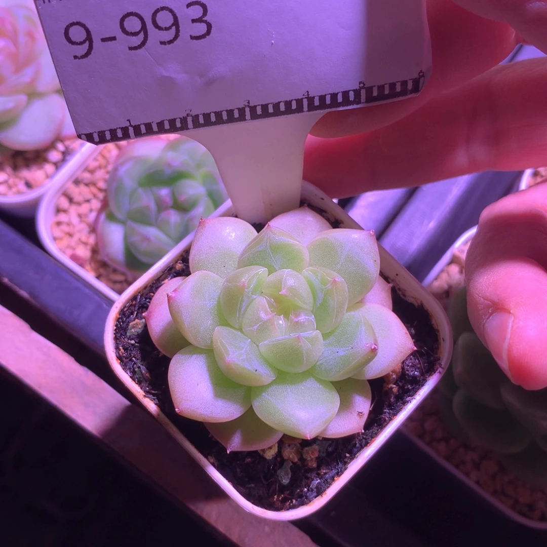 编号珍妮优选58包邮