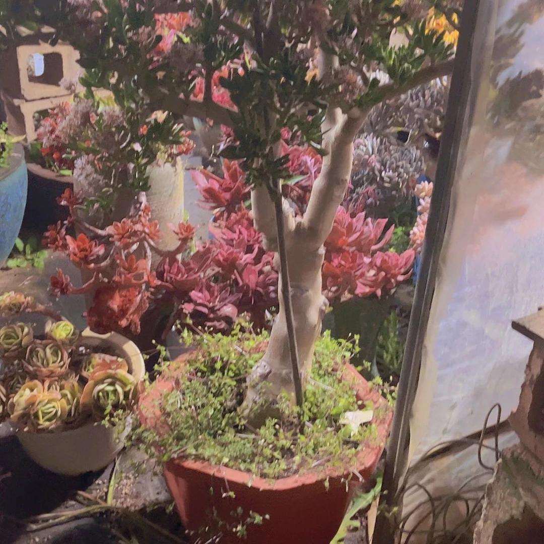 牛****园多肉植物保护研究所