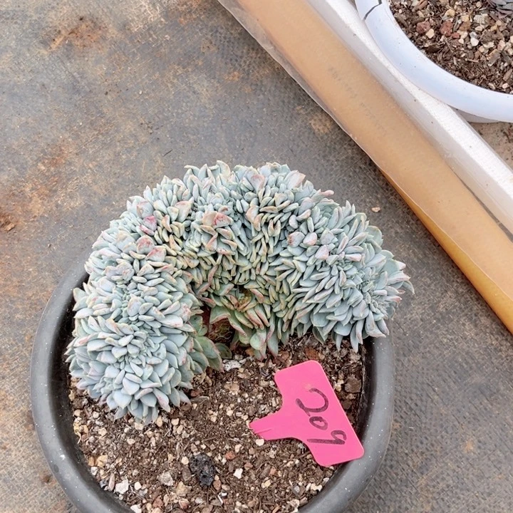 晨唔多肉一物一拍209