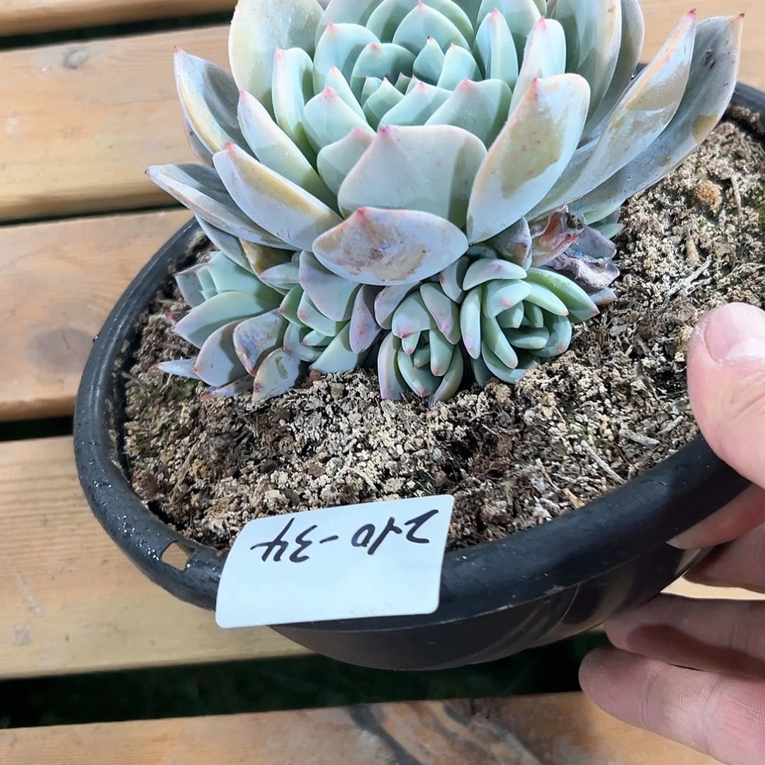 诗*210-34捧花凤城多肉