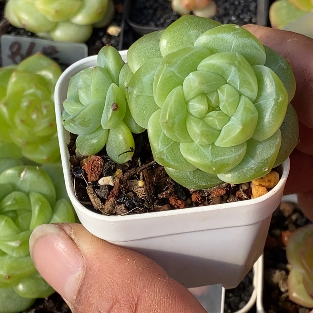 天官赐福百无禁忌