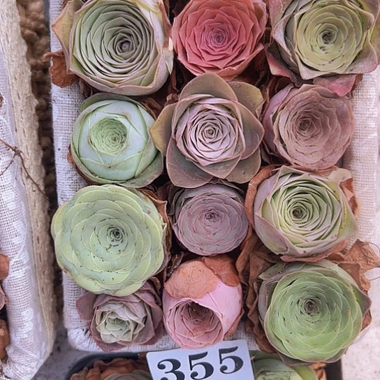 越****精品大花355玫瑰15颗送2颗