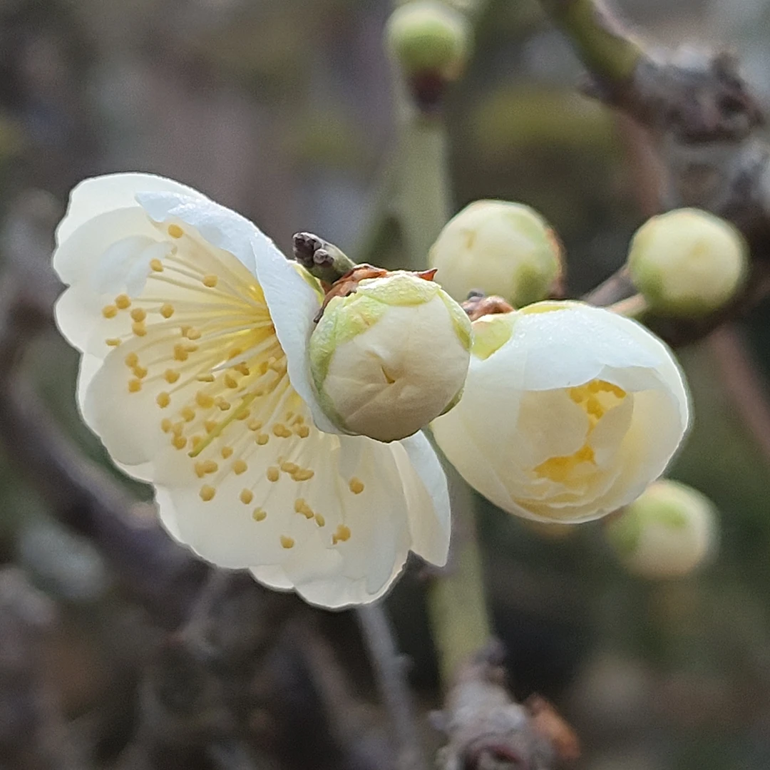 鸿福盆景【梅花/梅花老桩/罗汉松】一物一拍