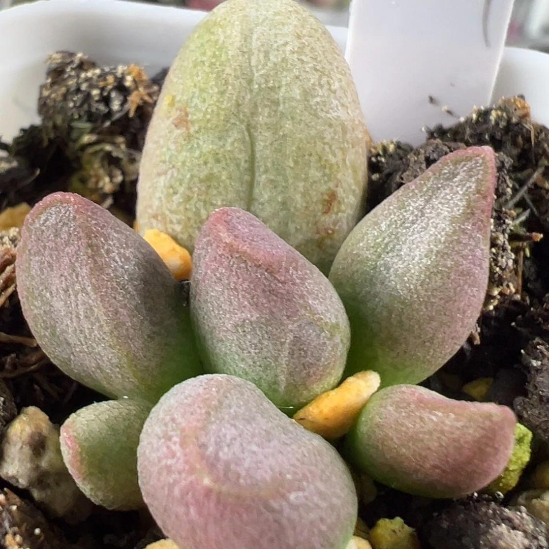 w糖豆多肉植物水泡