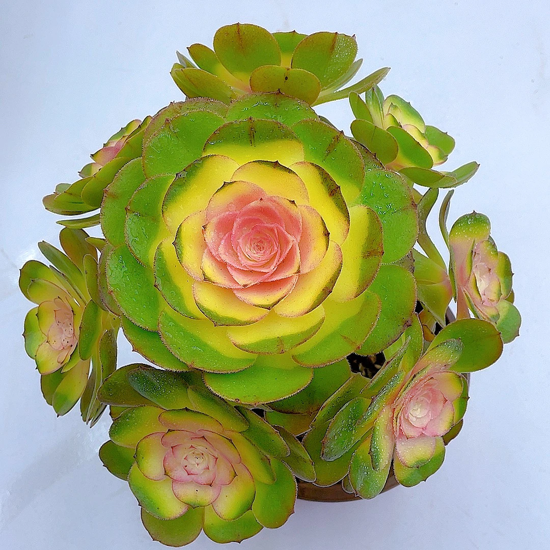 手捧香槟法师140盆【脱土发】汐缘多肉 多肉植物