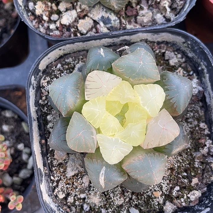 玉露糯姬锦满25包邮