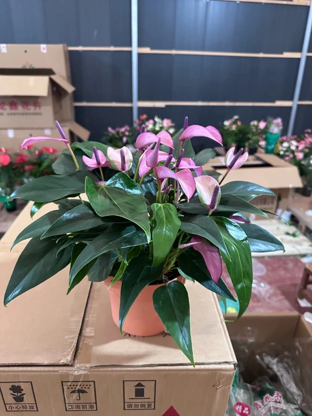 （齐祖）桌面款  紫色多花型  防水泥自吸水盆水培掌类绿植四季开花