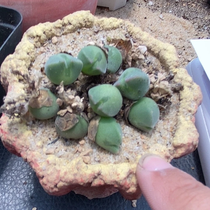 4508姬空蝉样本一颗