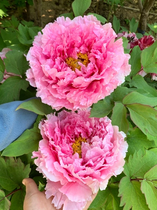 花競进口粉色牡丹大花重瓣观赏大苗树苗庭院盆栽菏泽基地直发