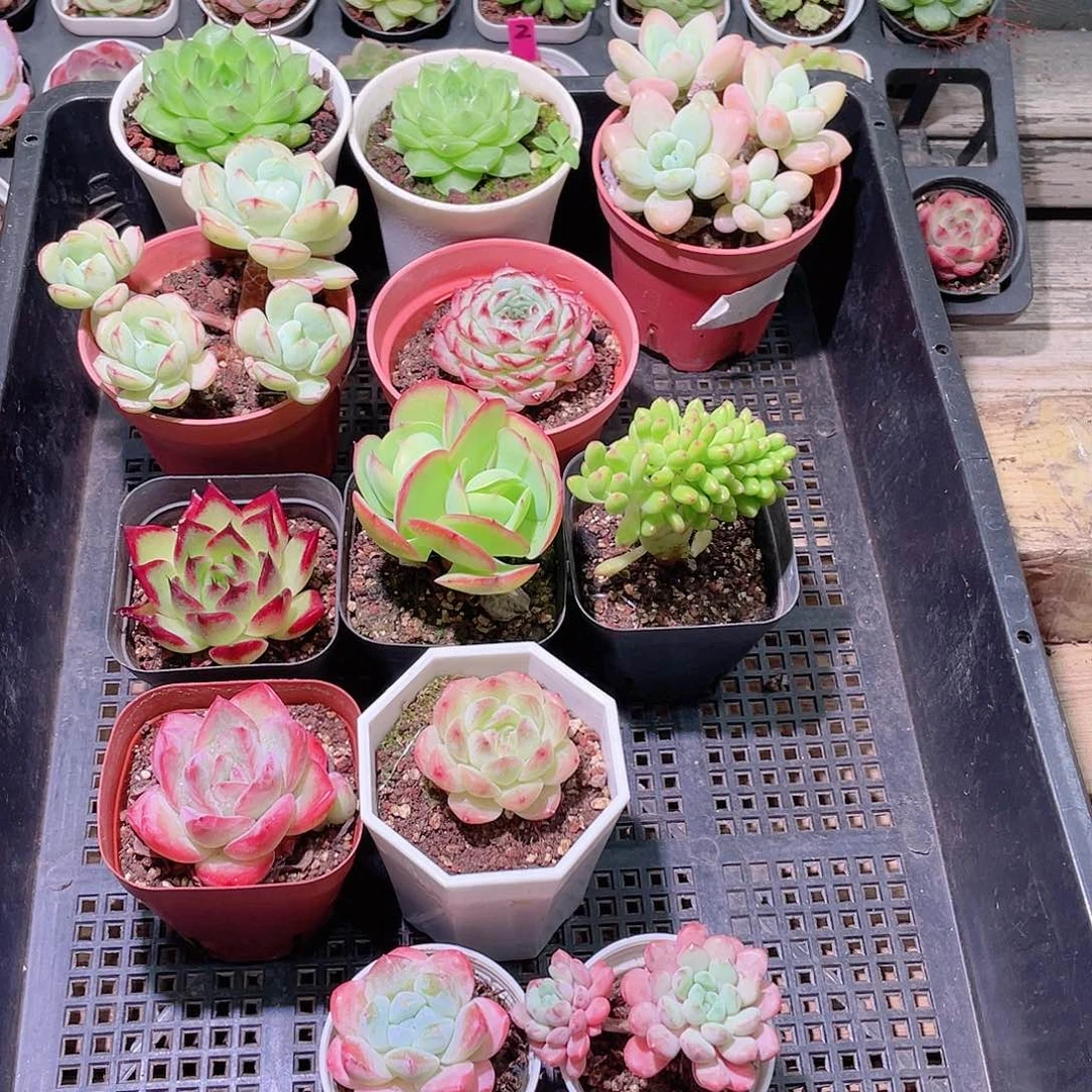 花利美19-267框拍12颗