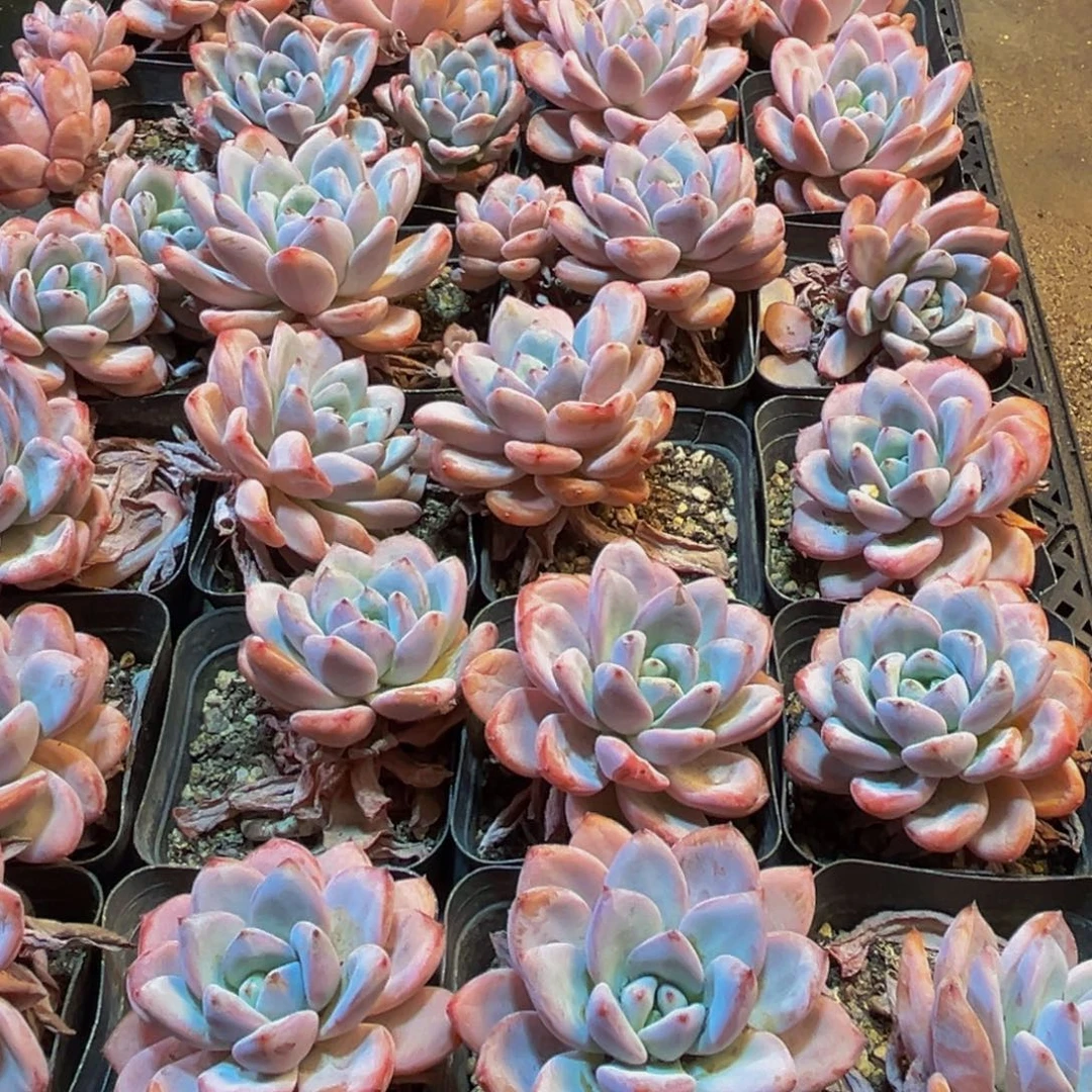 677多肉植物的生长发育规律及