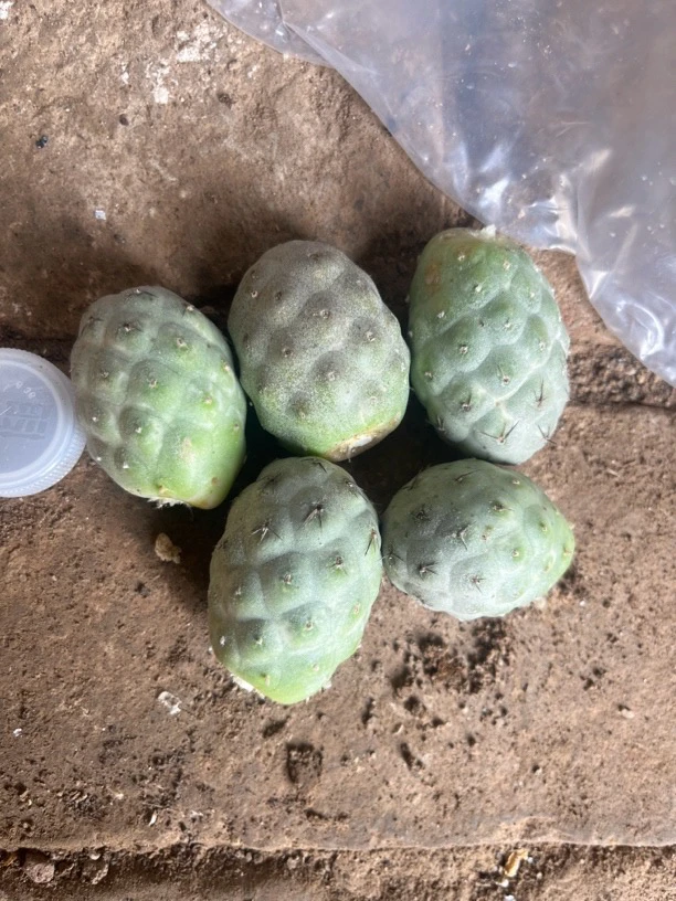 习志野仙人球团扇属稀有多肉植物盆栽好养活可变紫色状态圆球