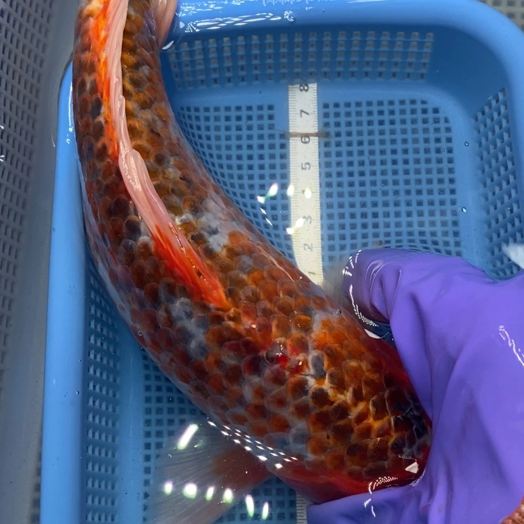 锦鲤冷水锦鲤包邮