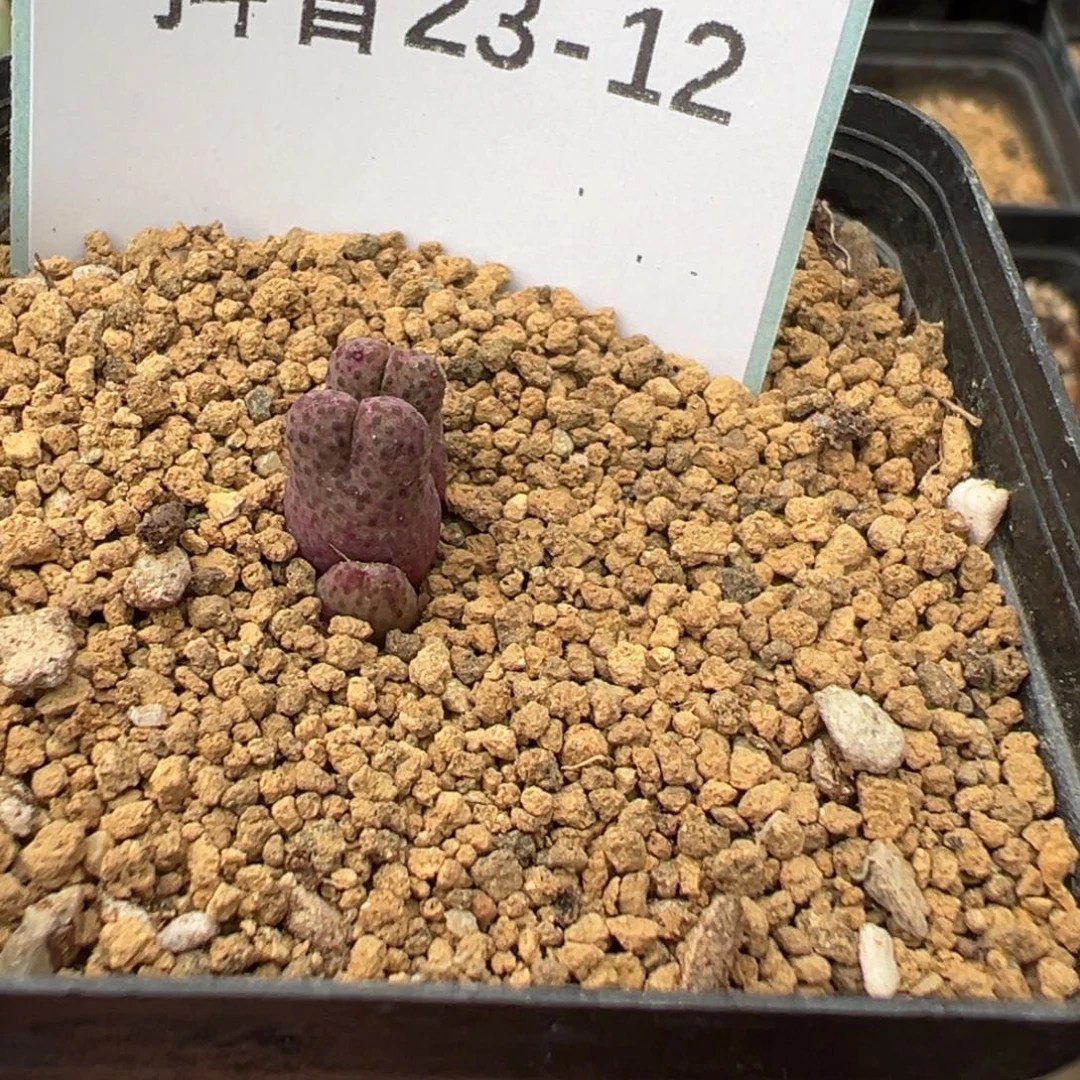 天***翊23-12肉锥多肉植物
