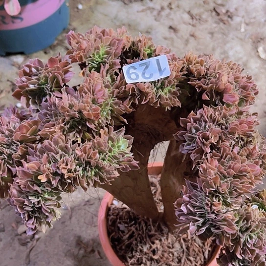 莲***花多肉植物一个玫瑰