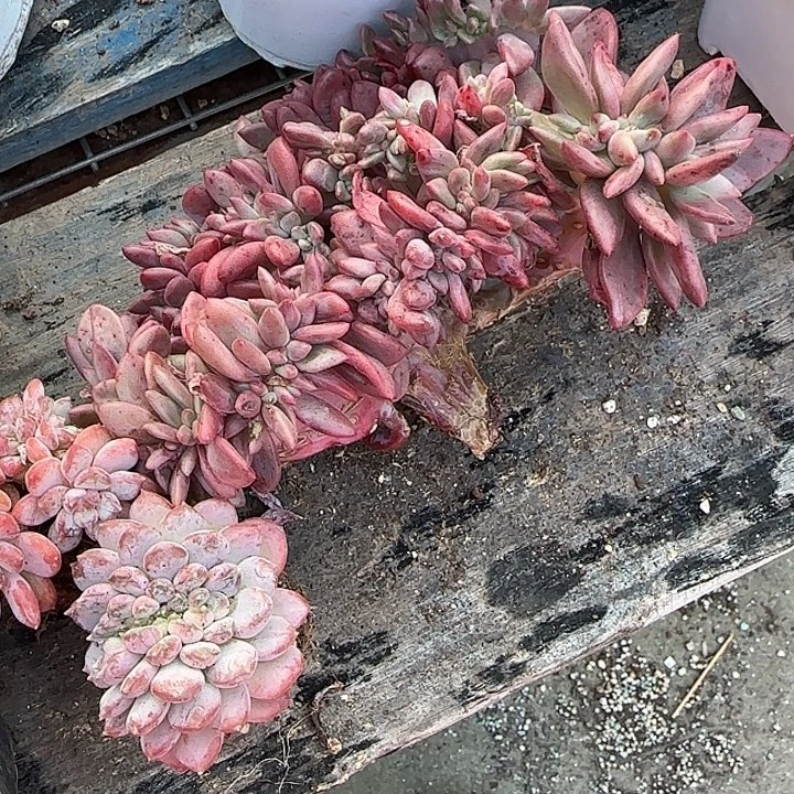 金***瑶青蛙王子儿童牙膏套装11