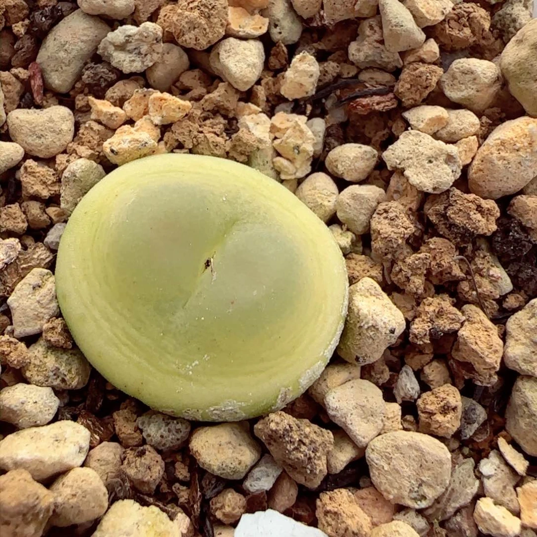 半夏，，，，，，，，，，，，，